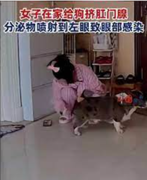 北京女子因挤宠物狗肛门腺不慎引发眼部感染